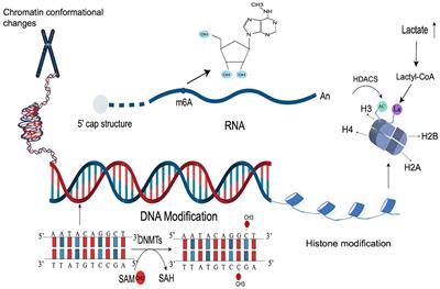 The role of mesenchymal stem cell-derived exosome in epigenetic modifications in inflammatory diseases